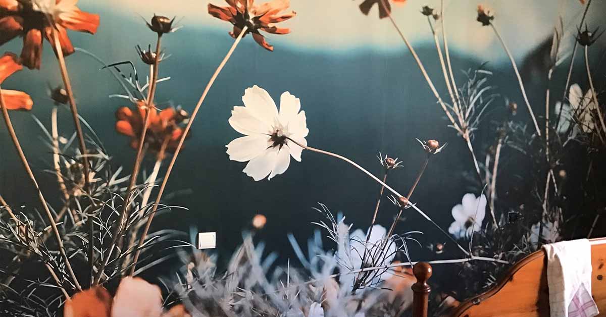Carta da parati fotografica con campi di fiori