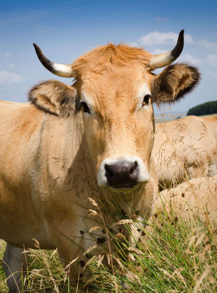Mucca con le corna