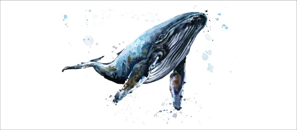 Balena gobba in acquerello