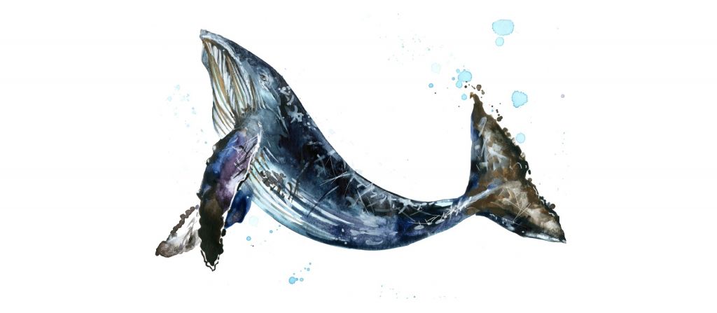 Nuotare megattera balena di acquerello