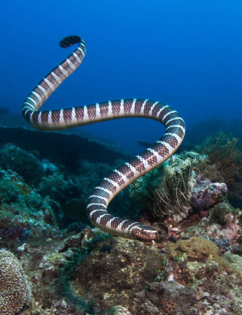 Serpente marino striato