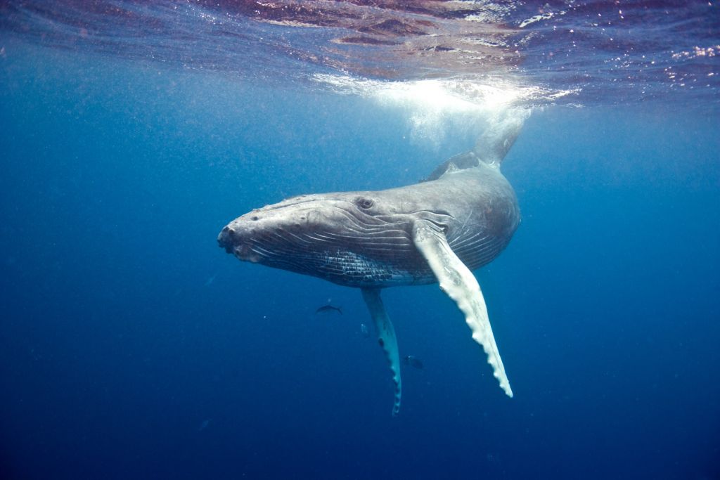Balena gobba