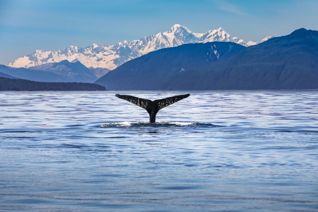 Immersione di balene con le montagne sullo sfondo