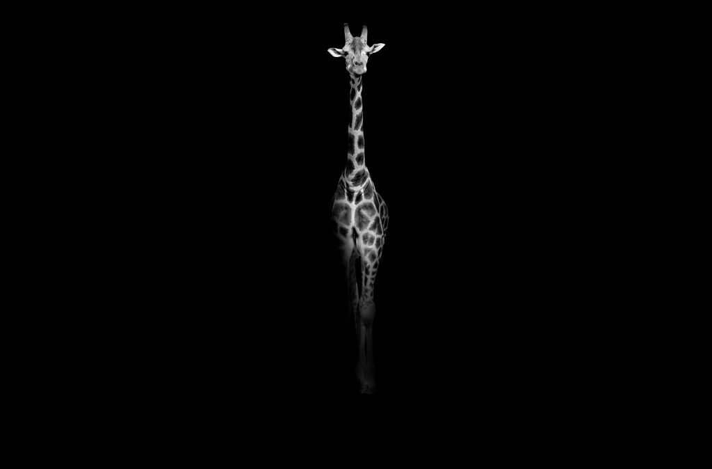 Giraffa in bianco e nero