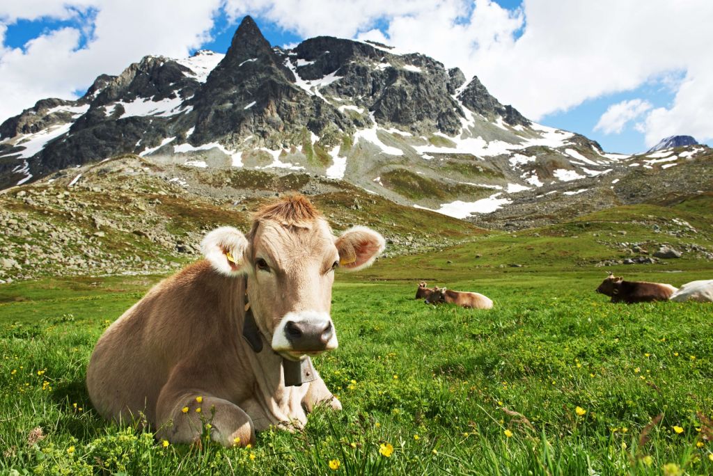 Vacca austriaca