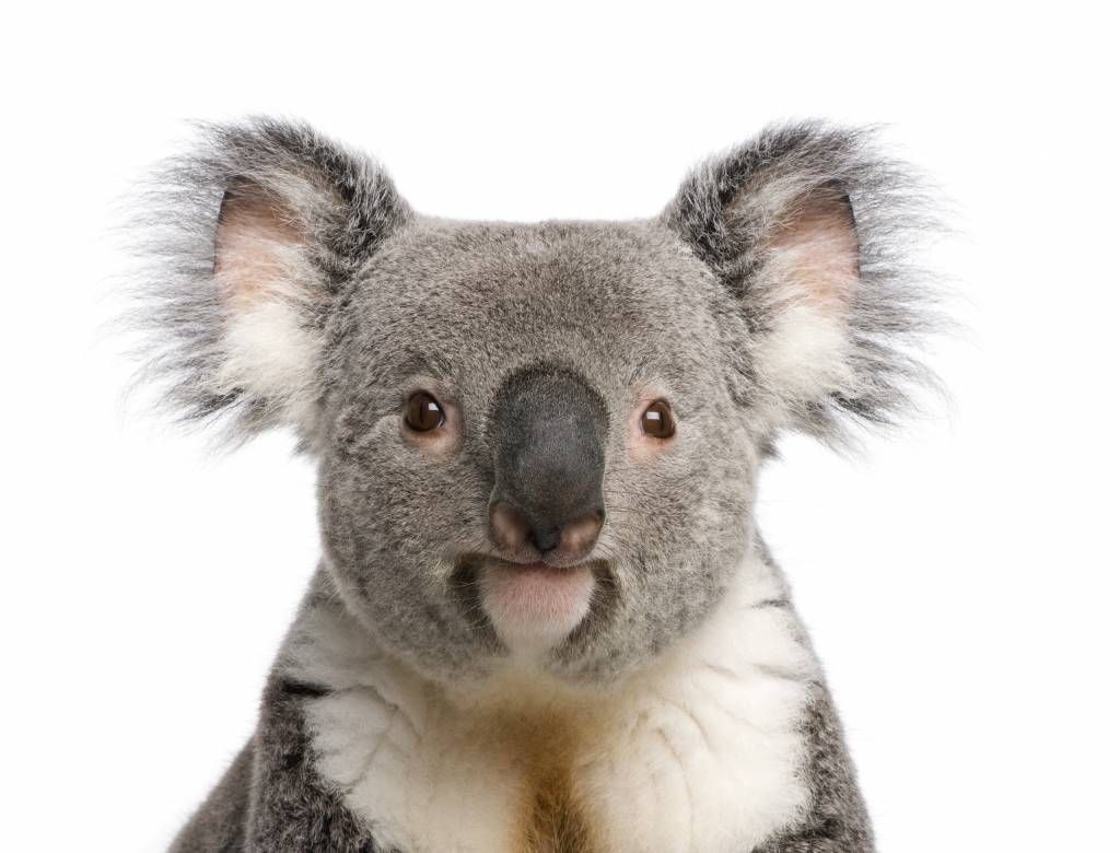 Foto di un koala