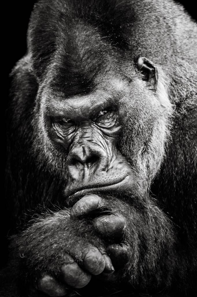 Immagine ravvicinata di un gorilla