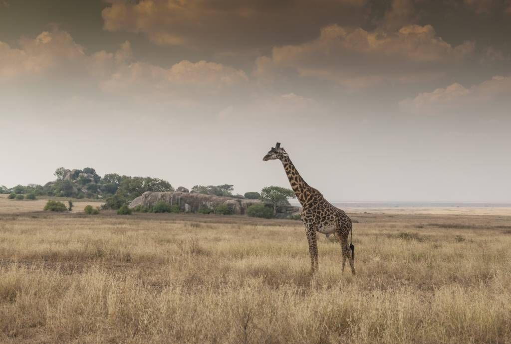 Giraffa su una savana