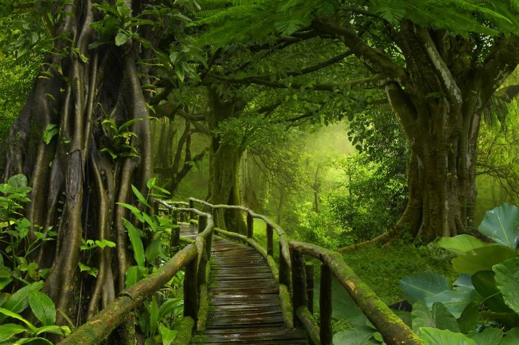Ponte di legno attraverso una giungla verde