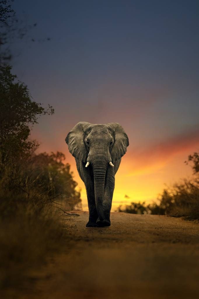 Elefante al tramonto