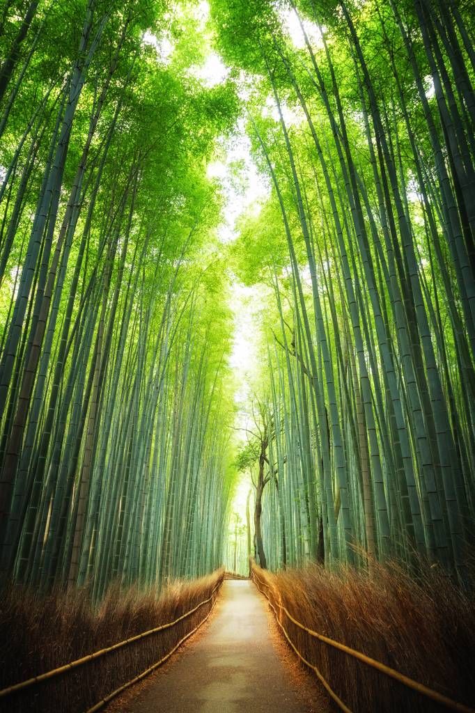 Sentiero attraverso il bambù