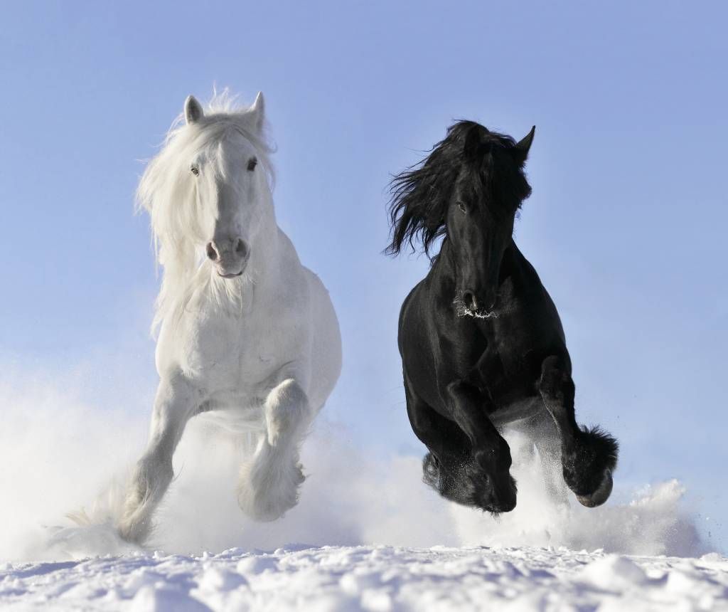 Bianco e cavallo nero