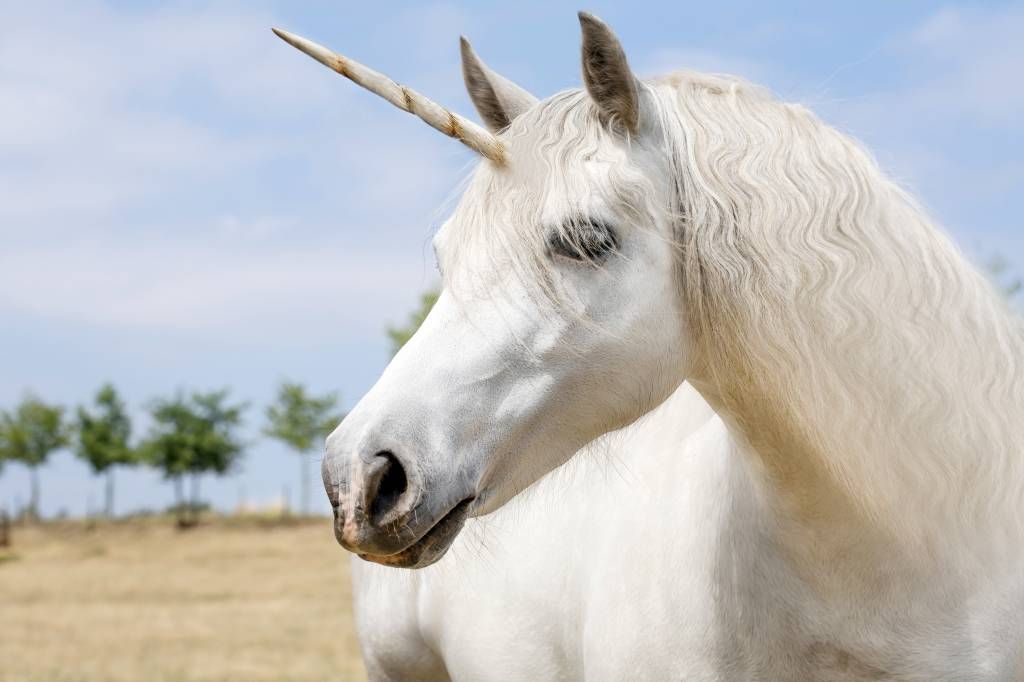 Unicorno bianco