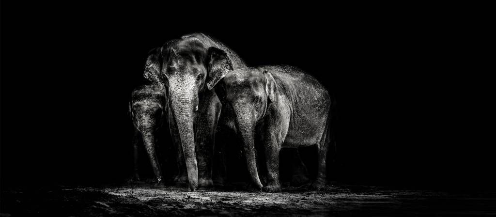 Foto in bianco e nero degli elefanti