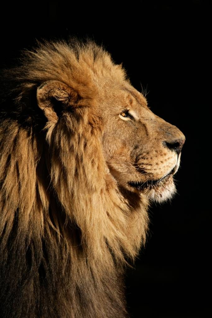 Profilo laterale di un leone