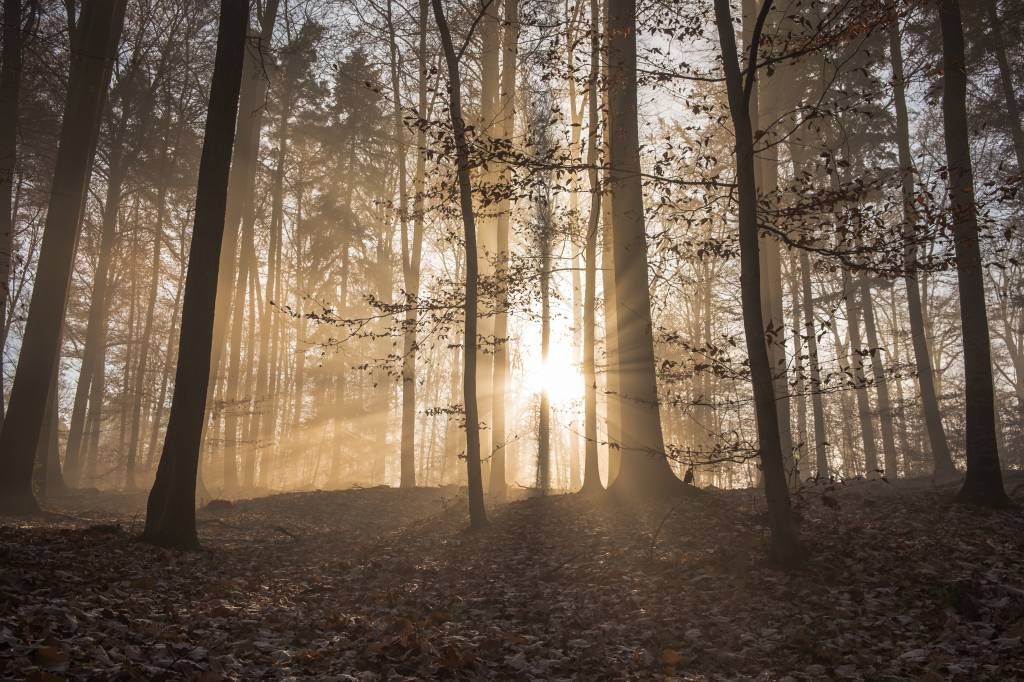 Il sole in una foresta nebbiosa