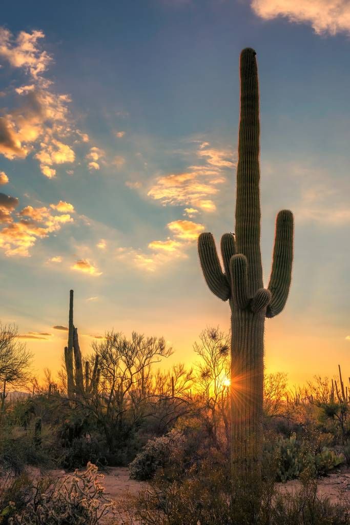 Cactus al tramonto