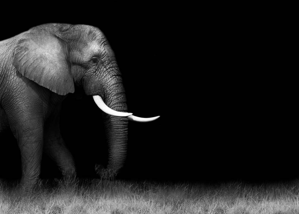 Elefante su erba
