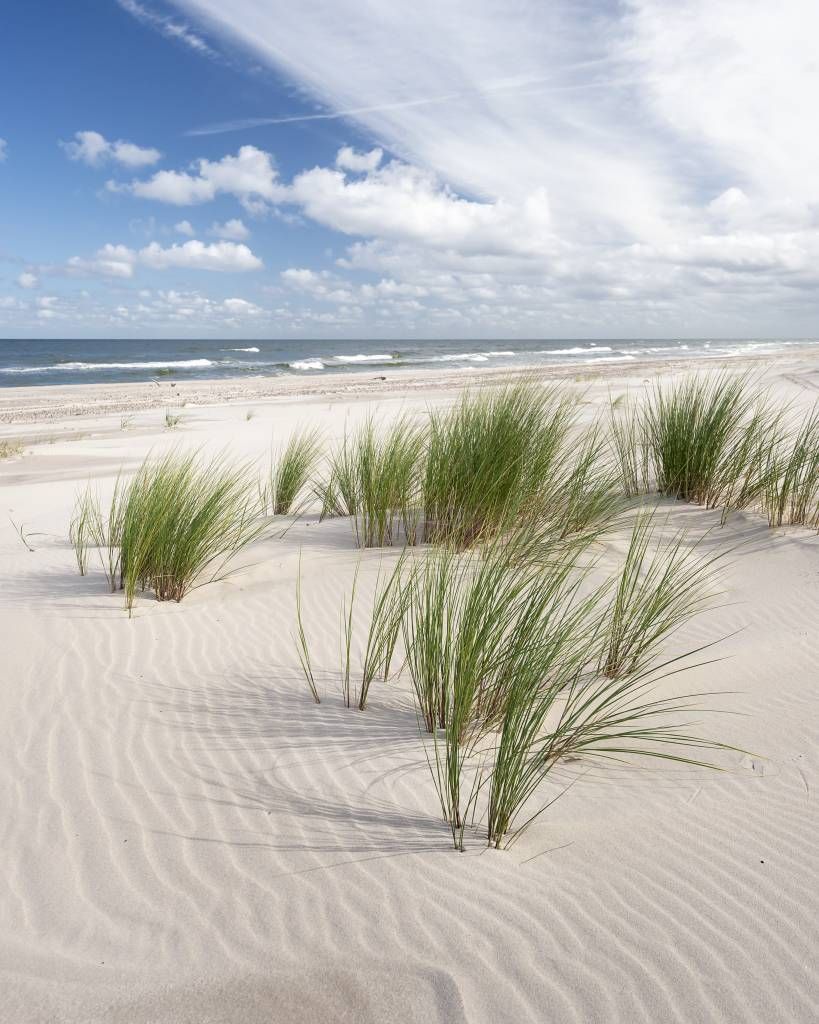 Spiaggia con piante di duna