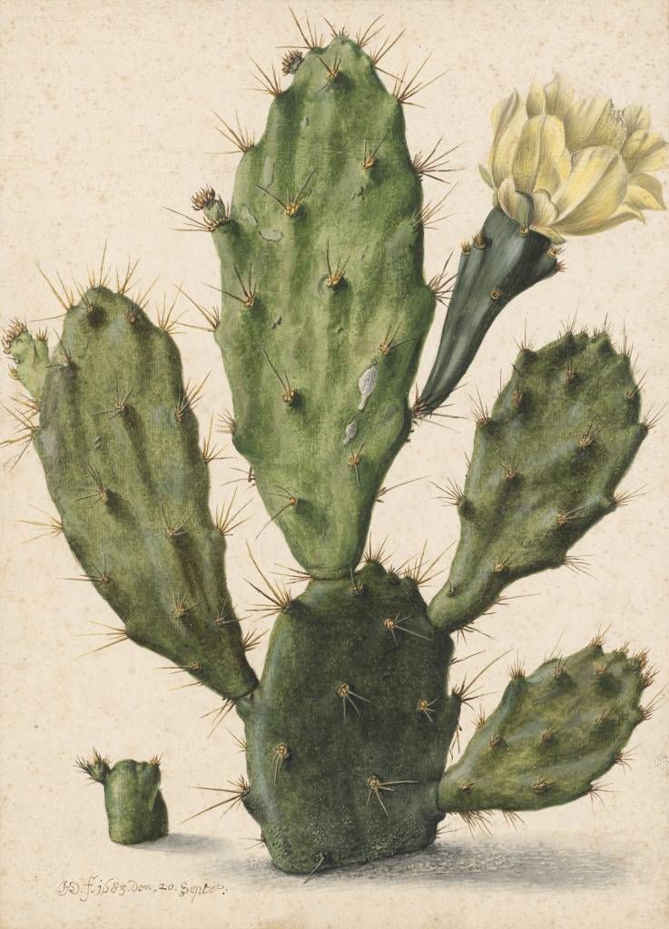 Cactus di fico in fiore