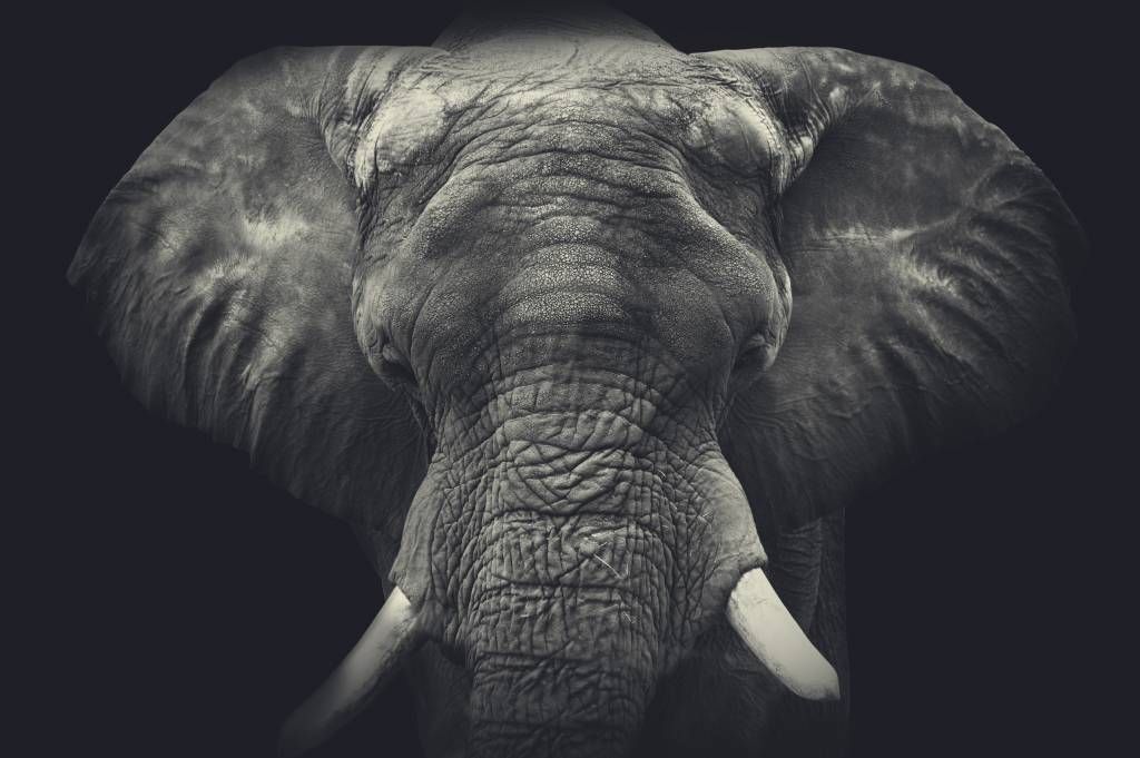 Primo piano di un elefante