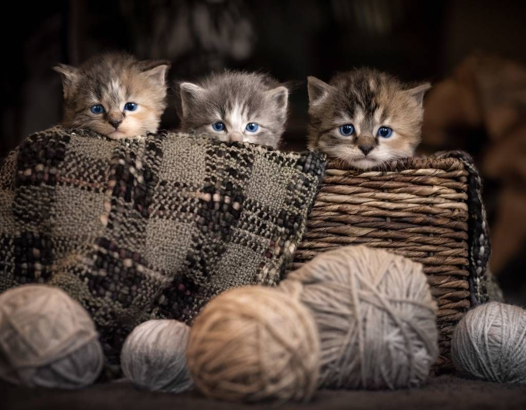 Tre gattini in un cestino