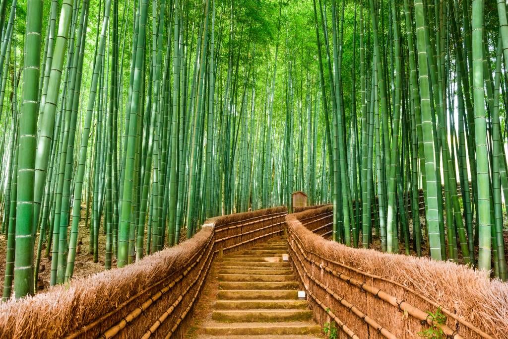 Scala tra le piante di bambù