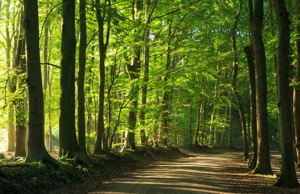 Strada soleggiata attraverso una foresta