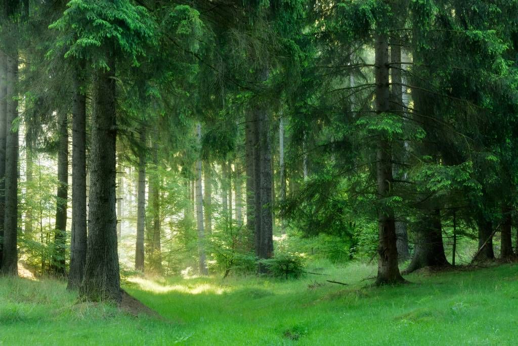 Foresta di conifere verdi