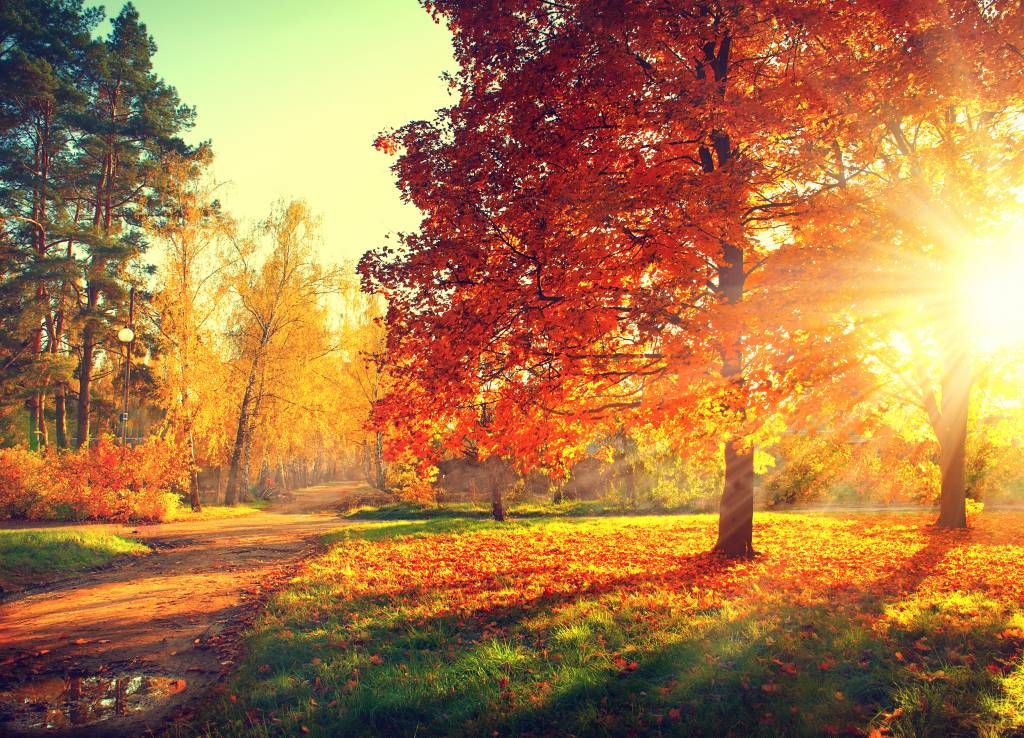 Alberi d'autunno alla luce del sole