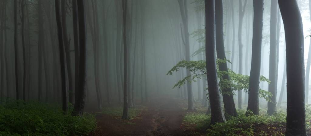 Panorama forestale nebbioso