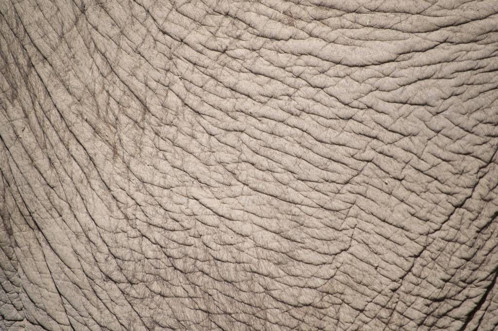 Pelle di elefante