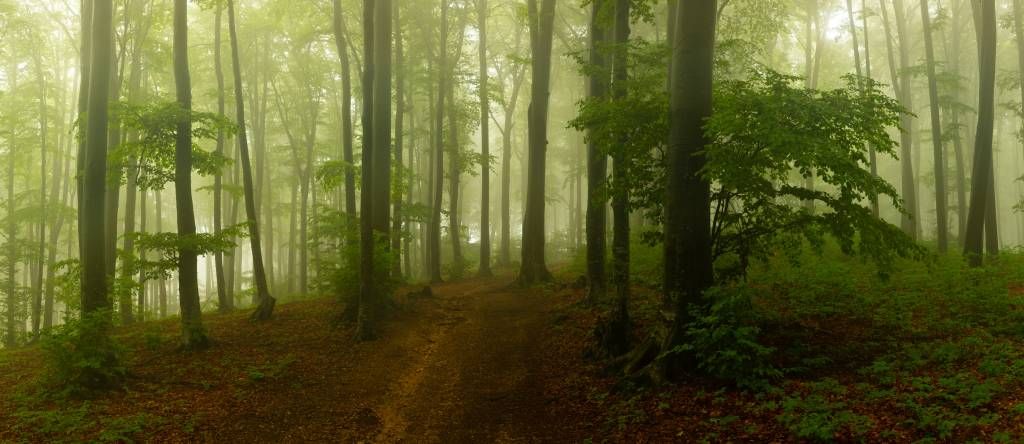 Sentiero attraverso la foresta verde nebbioso