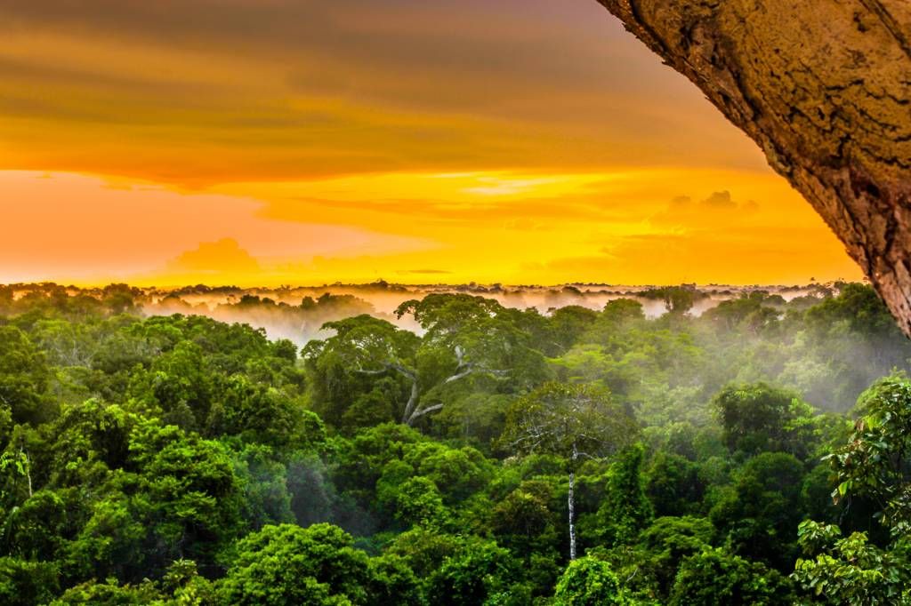 Foresta pluviale in Brasile 