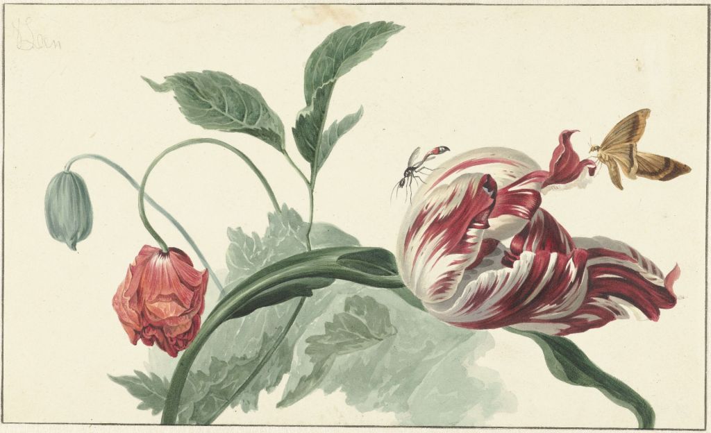 Tulipano e un papavero, Willem van Leen