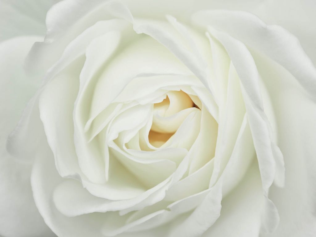 Rosa bianca 