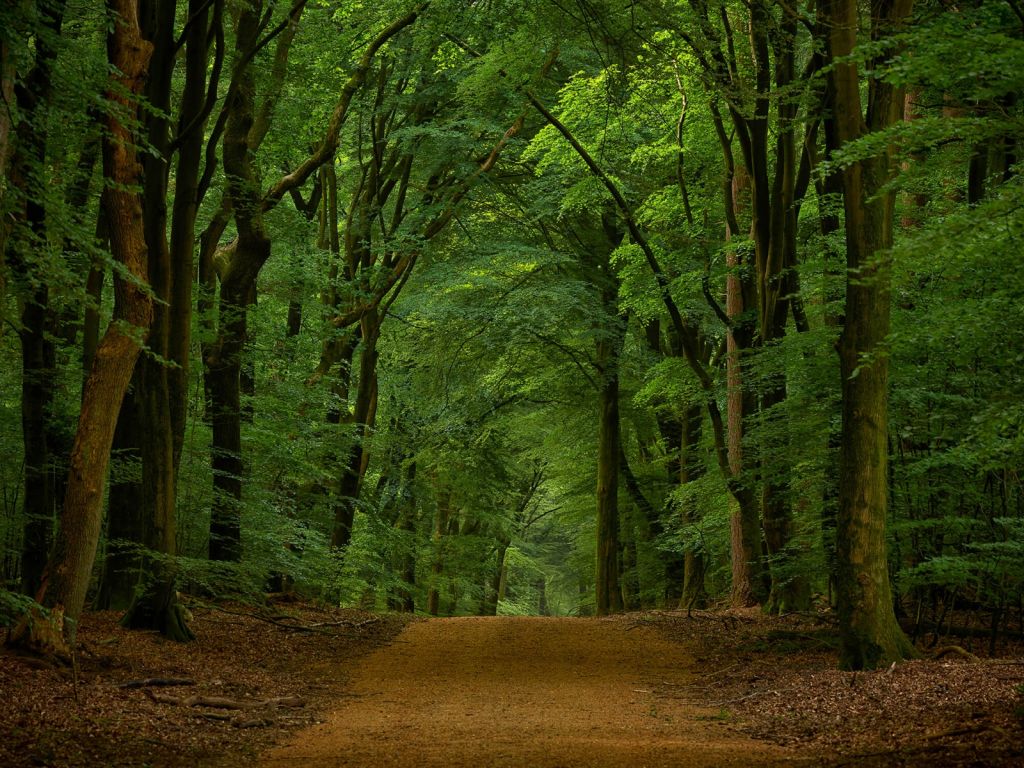 Strada nella foresta