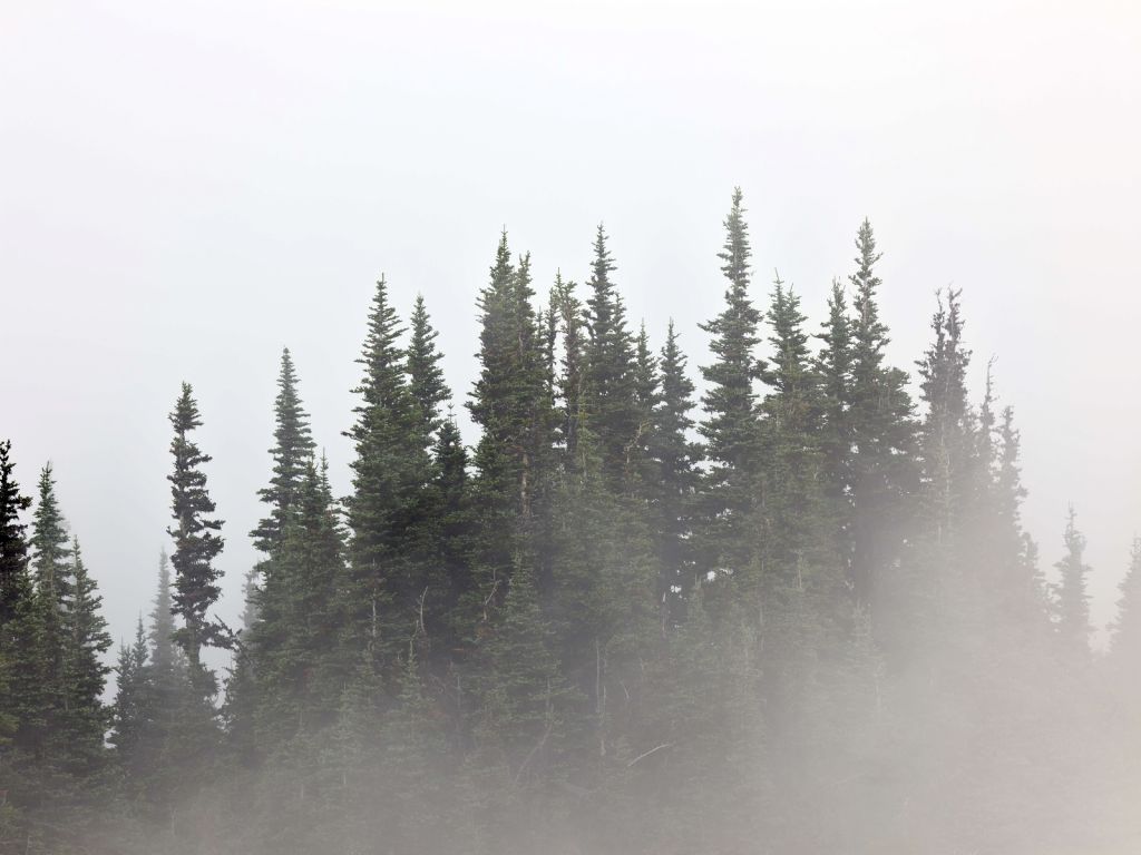 Alberi nella nebbia 