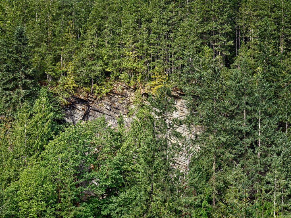 Foresta su parete rocciosa 