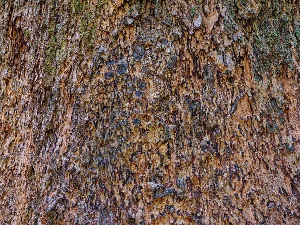 Corteccia d'albero marrone 