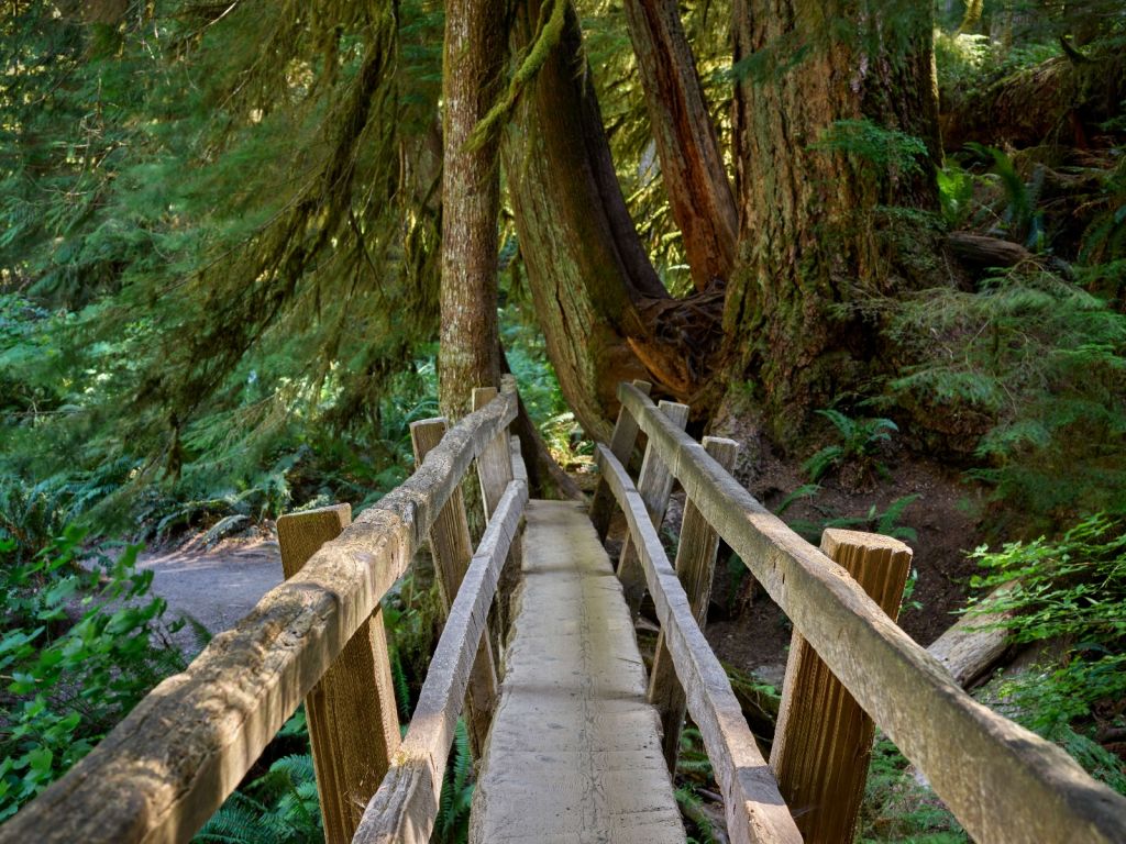 Ponte di legno attraverso la foresta 