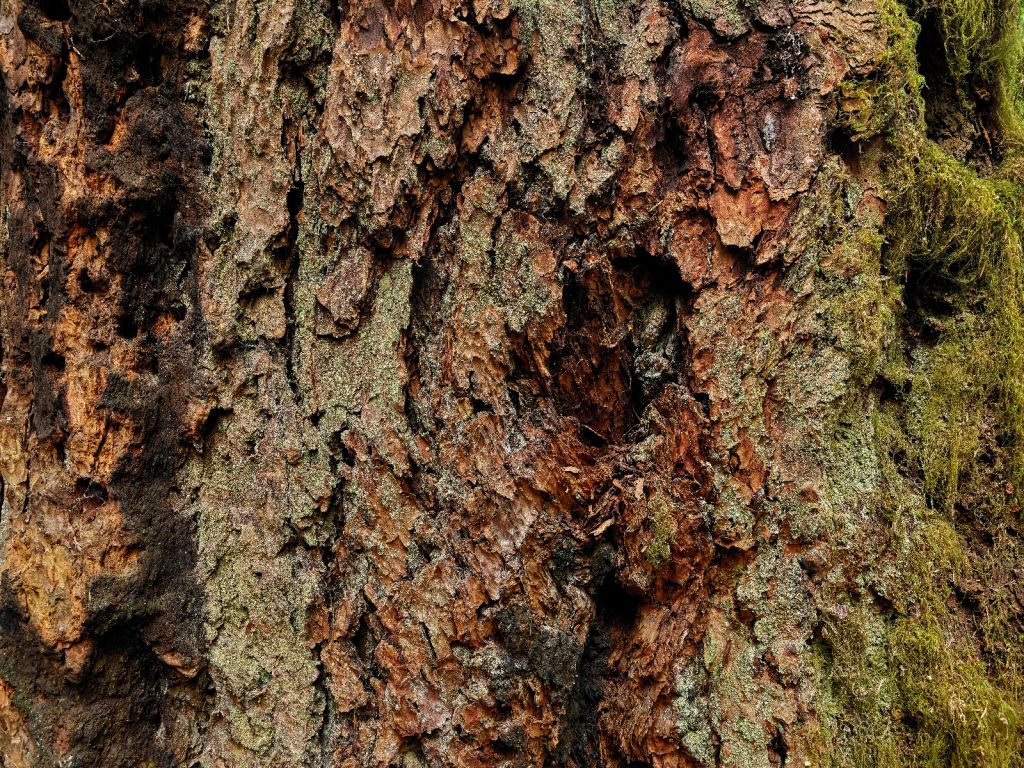 Albero corteccia vecchio albero 