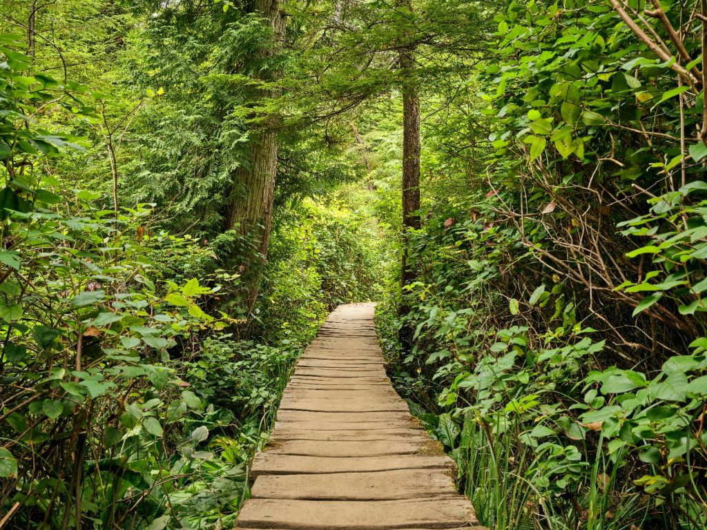 Sentiero di legno attraverso il verde