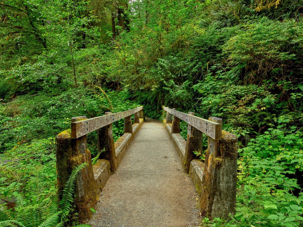 Un ponte nella foresta