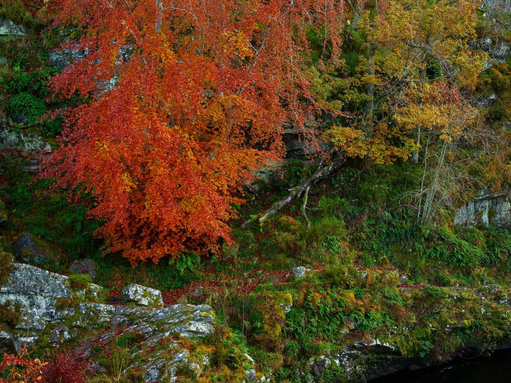 Muro d'autunno