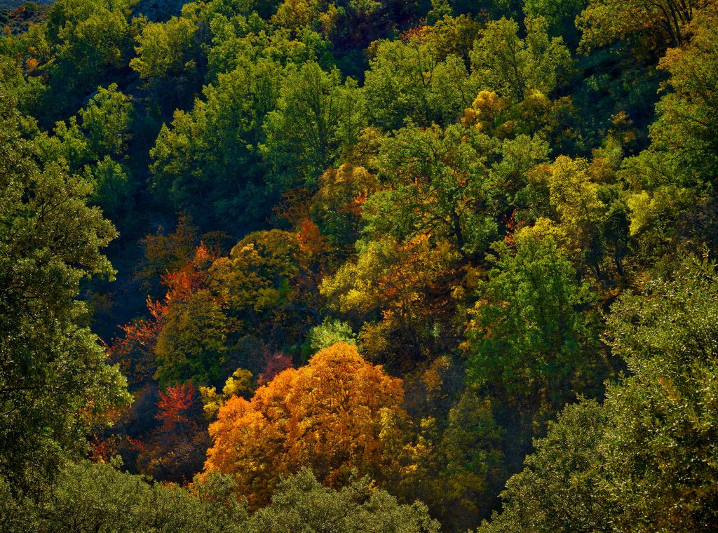 I colori dell'autunno in montagna