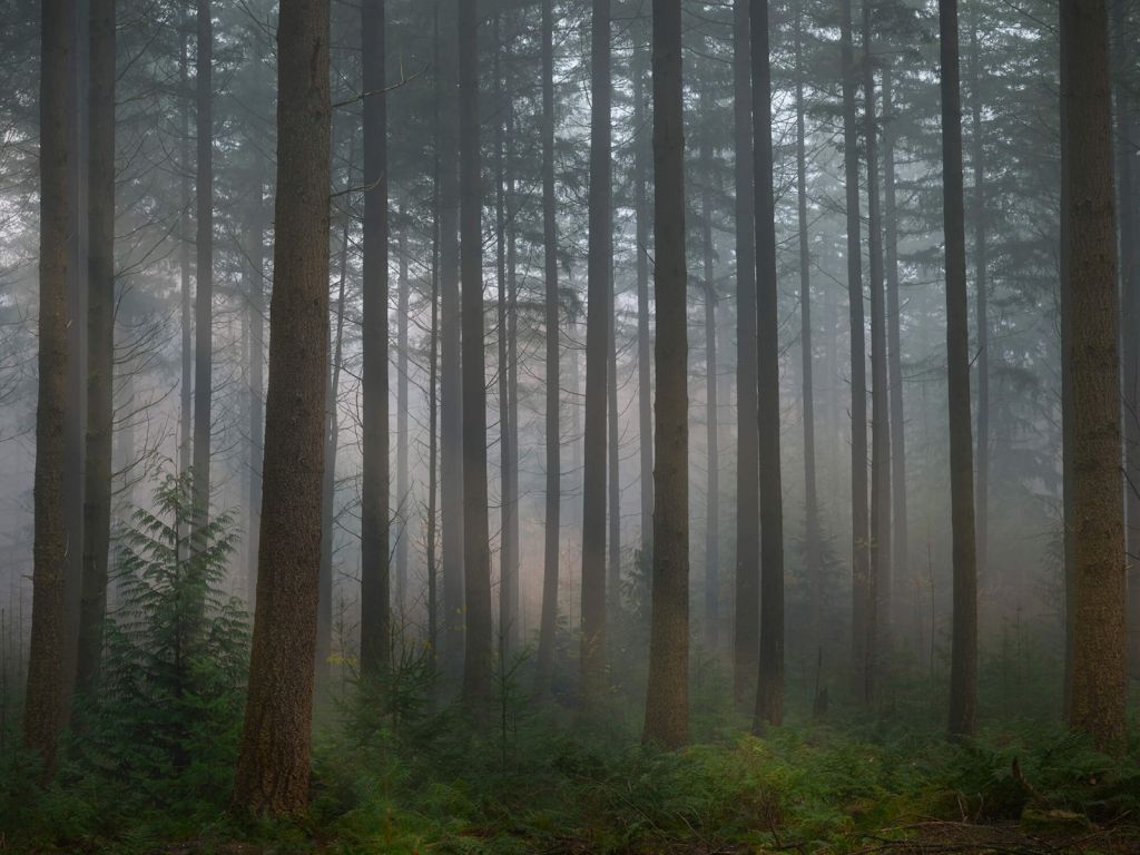Nebbia verde foresta