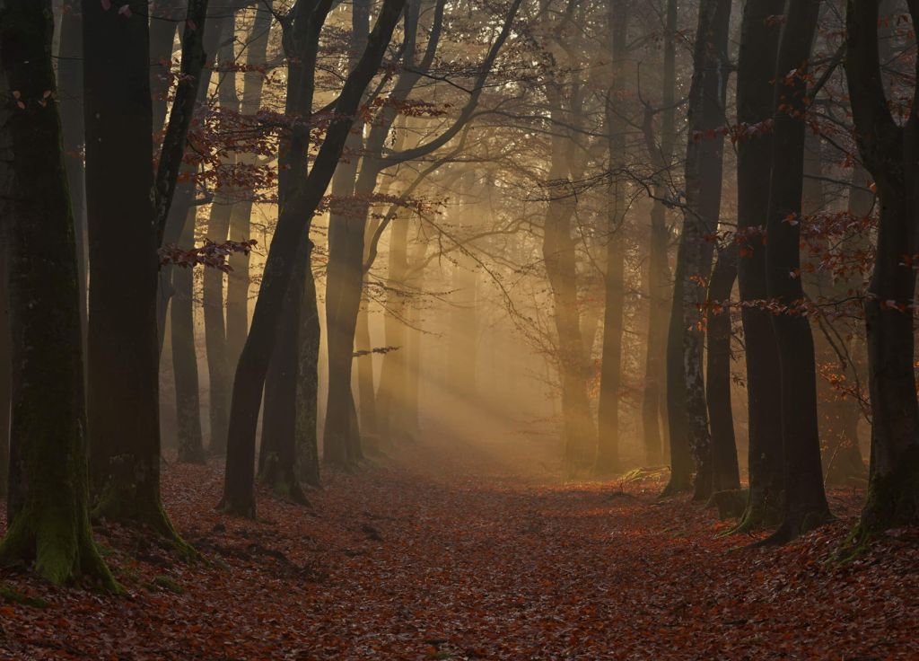 Misteriosa foresta d'autunno
