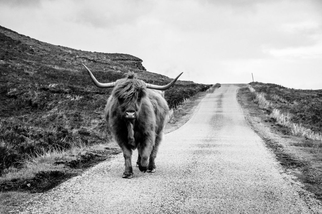 Highlander scozzese su una strada