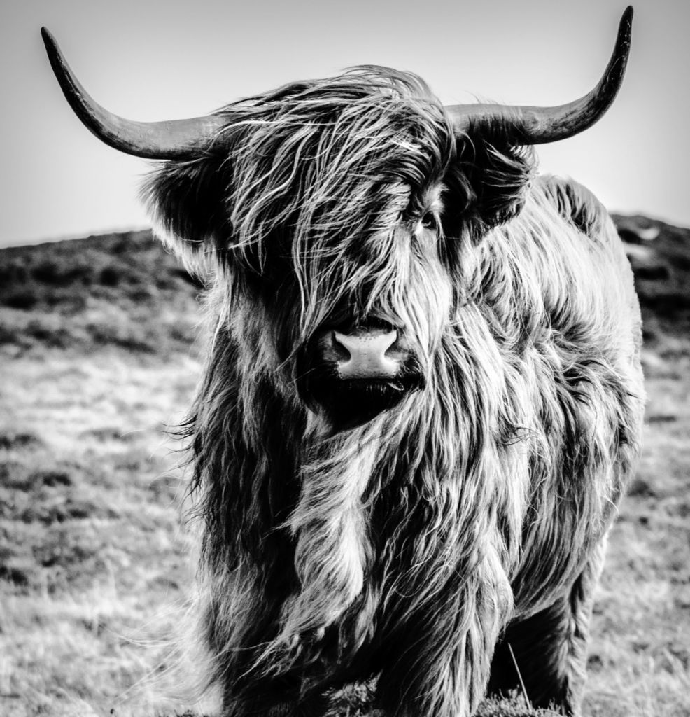 Highlander scozzese in bianco e nero